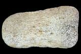 Hadrosaur Foot Bone - Alberta (Disposition #-) #100443-1